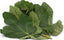 Feuille de figuier