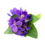 Violette