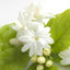 Jasmin sambac
